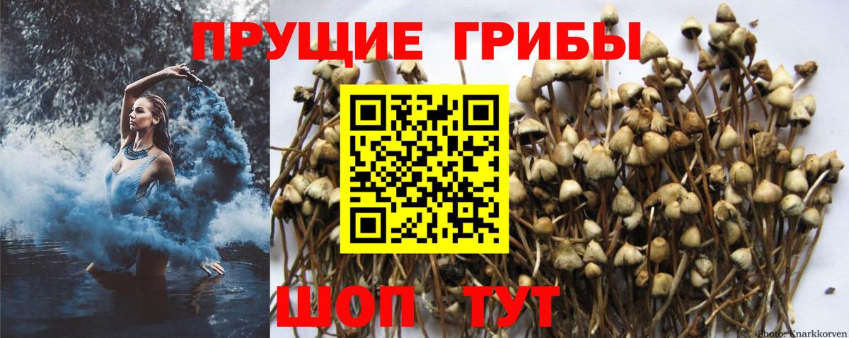 Королёв  закладки  Вход с VPN  Галлюциногенные грибы мицелий 